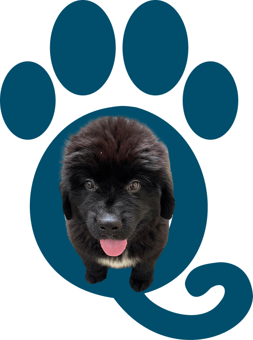 Fluffy black puppy with pink tongue out, framed inside a blue paw print graphic.