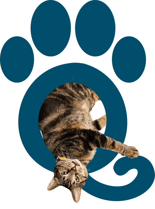 Tabby cat lying sideways inside a blue paw print graphic, looking outward.