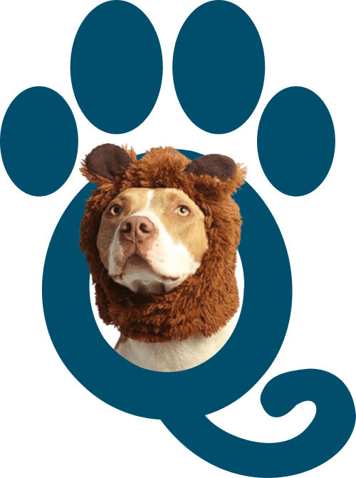 Pit bull dog wearing a fluffy brown lion mane costume, framed inside a blue paw print graphic.