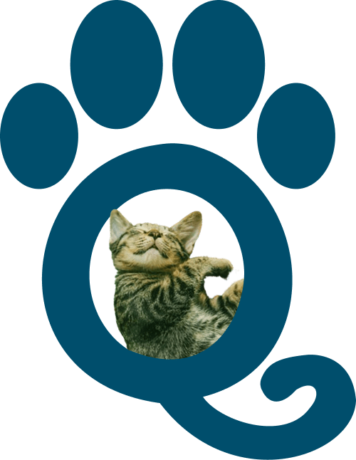 Tabby kitten stretching happily with closed eyes, framed inside a blue paw print graphic.